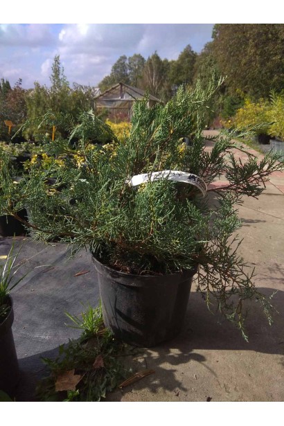 Ялівець віргінський Грей Оул - 5л/вис.25-30см/Ø60-70см